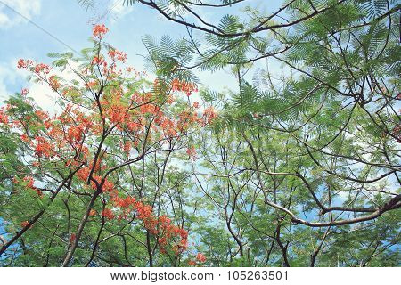 Beautiful orange delonix regia flower