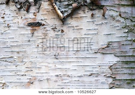 Corteccia di betulla