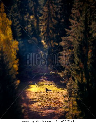 Donkey On Glade