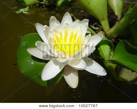 lirio, flor de pantano