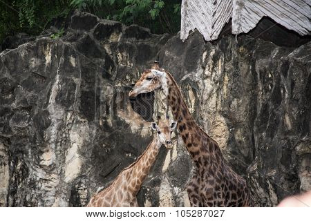 Giraffe In The Zoo