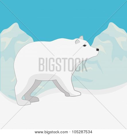 Arctic bear animal