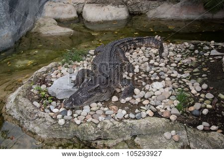 Crocodile In The Zoo