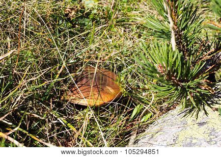 Mushroom suillus luteus growing in green grass
