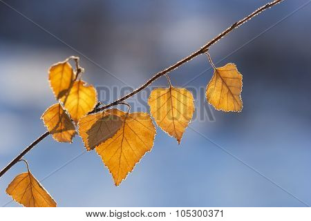 Yellow Autumn Leaves