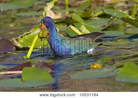 Gallinella viola americana