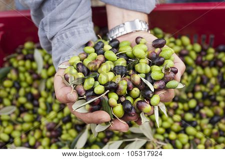 A Close Up Of Olives, Ligurian Olives The Name Is Taggiasca