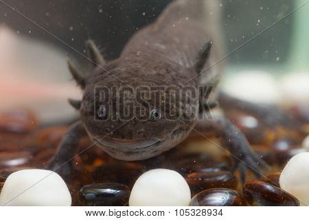 Brown Axolotl Closeup