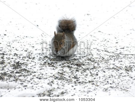Ardilla lindo Forageing para el alimento en la nieve