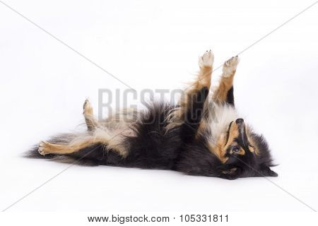 Shetland Sheepdog, Isolated