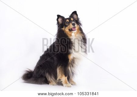 Shetland Sheepdog, Isolated