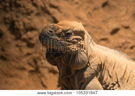 Headshot Of Rhinocerous Iguana; Rock Iguana