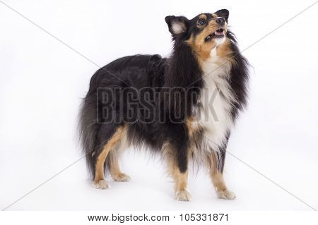 Shetland Sheepdog, Isolated