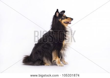 Shetland Sheepdog, Isolated