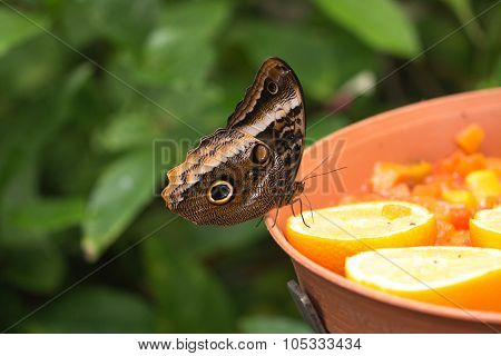 Owl Butterfly, Closeup
