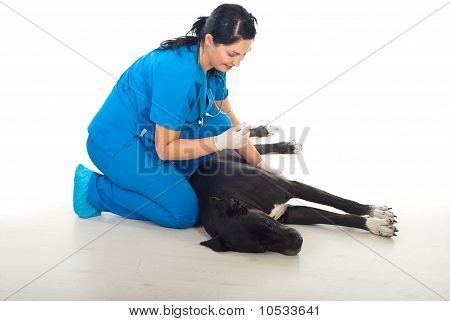 Vet Taking Temperature To A Big Dog