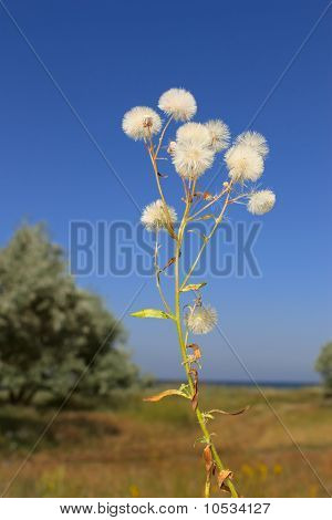 同様に熟したタンポポ小花を持つ植物
