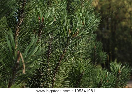 spruce