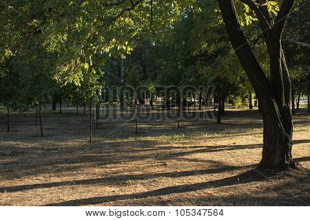 tree