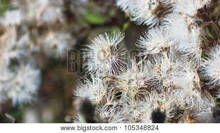 Dried Common Boneset Blooms. Fuzzy Dried Blooms.