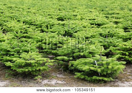 Nordmann fir plantation in Denmark