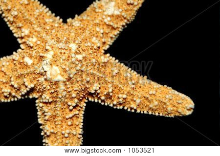 Étoile de mer