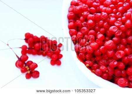 Branches And Full Plate Of Red Ripe Schisandra Isolated