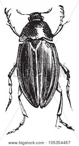 Hydrophile, vintage engraved illustration.
