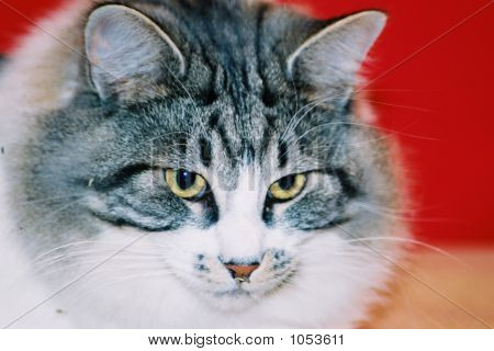 Intensive Katze
