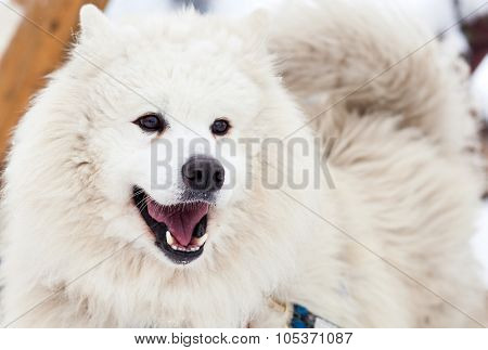 Cute samoyed dog in the winter