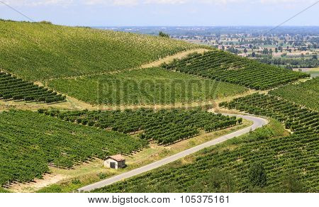 Vineyards In Oltrepo Pavese (italy)
