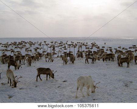 Reindeers On A Yagelny Pasture