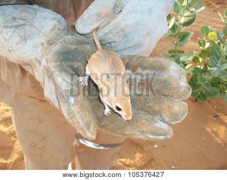 Desert mouse in a hand. Fauna of Arab Emirates.