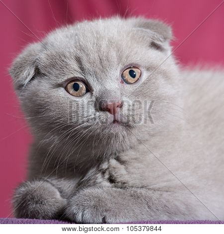 Scottish fold cat.