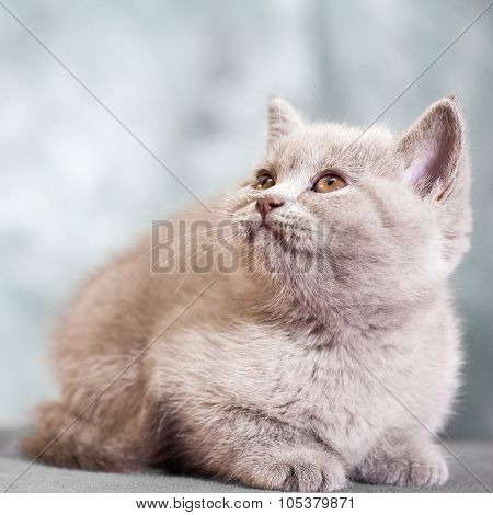 Scottish straight cat.
