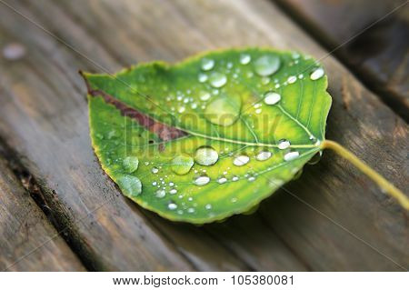 Fallen Wet Leaf With Drops