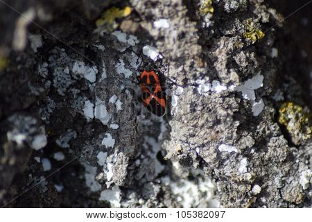 Red Bugs