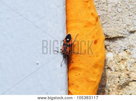 Red Bugs