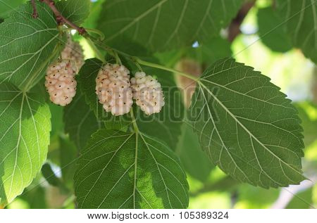 White Mulberries