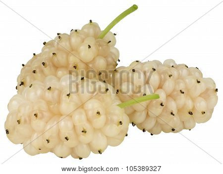 Mulberry