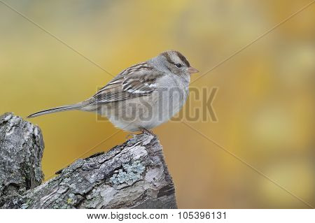 Juvenile White-crowned Sparrow Perched On A Branch