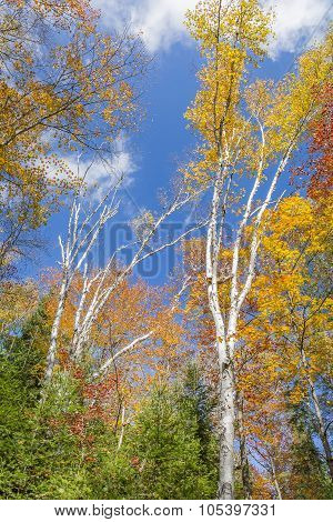 White Birch Trees In Autumn Against A Blue Sky