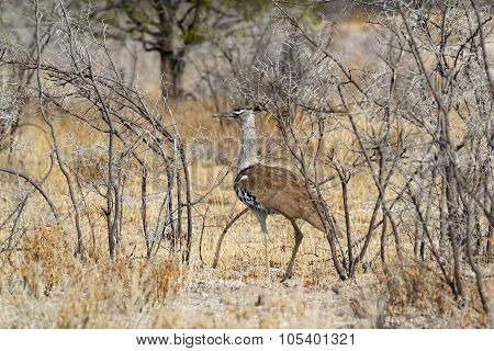 Kori Bustard In African Bush