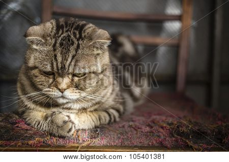 sad striped Scottish Fold cat