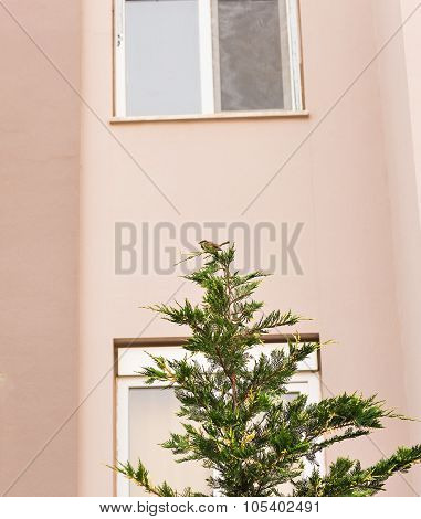 Tree Sparrow sitting on a stick