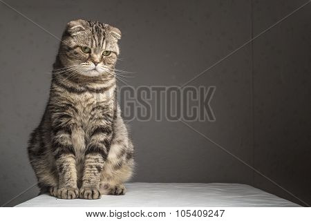 Pregnant thick gray striped scottish fold cat sitting on a table