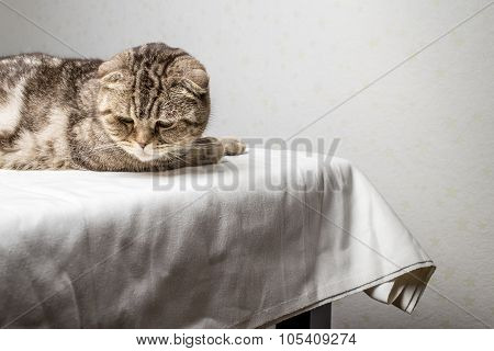 gray striped scottish fold cat lies on a table and looking down