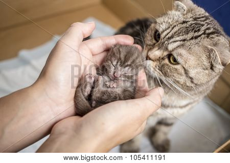 funny newborn tabby kitten Scottish Fold lies in female hands and sweetly asleep, mother cat standin