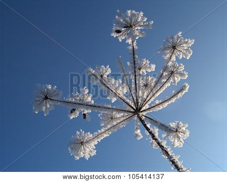 Frosted Thistle