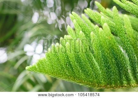 Nolfolk Island Pine